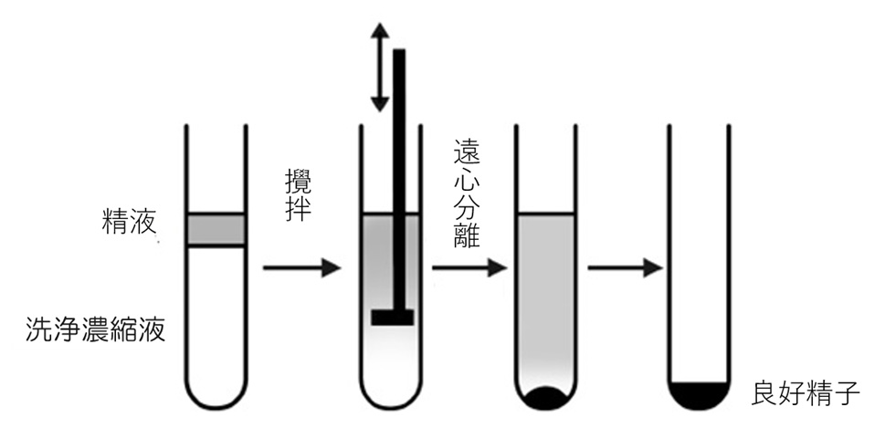 精液の洗浄・濃縮イメージ図