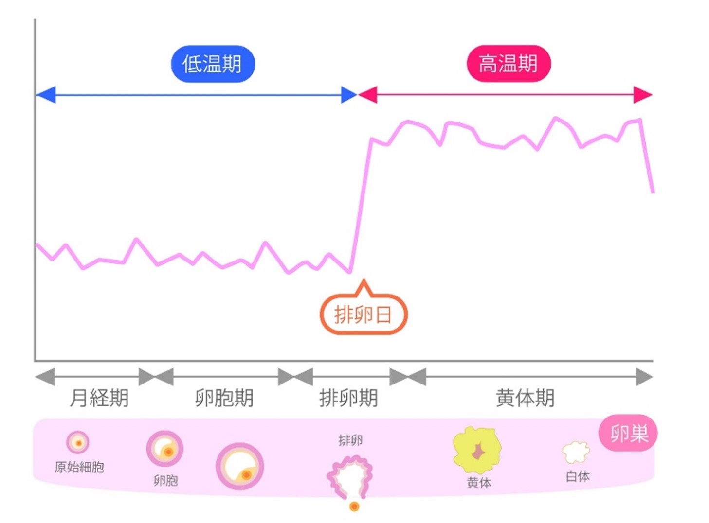基礎体温の変動からみる排卵時期の把握