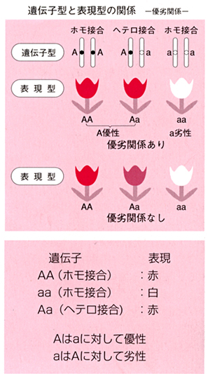三重県津市 西山産婦人科不妊治療センター 一般不妊治療 体外受精 顕微授精 三重県津市 西山産婦人科不妊治療センター 一般不妊治療 体外受精 顕微授精