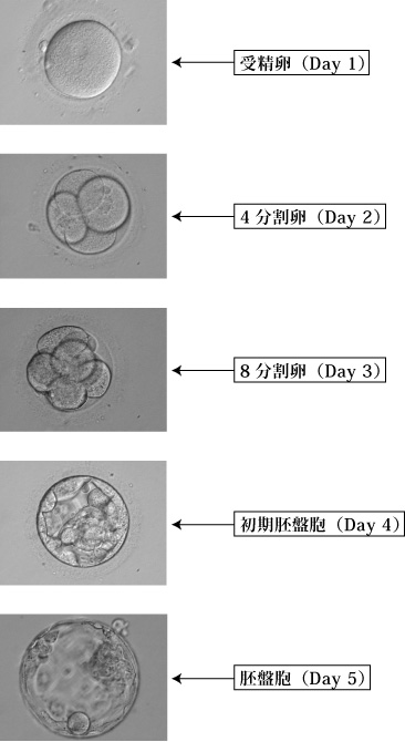 受精卵観察写真